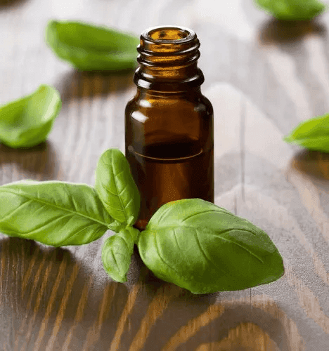 BASIL OIL HOLY