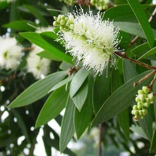 CAJEPUT OIL