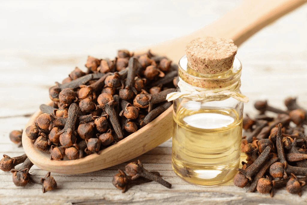 CLOVE OIL