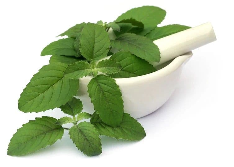 NAT. TYPE BASIL IMP