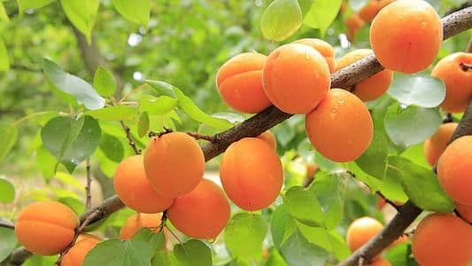 ORANGE PEACH