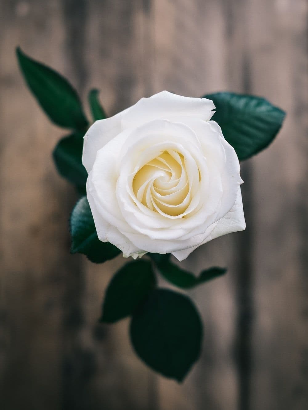 ROSE WHITE A1