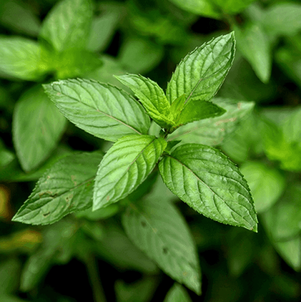 American Peppermint Oil (yakima Valley)